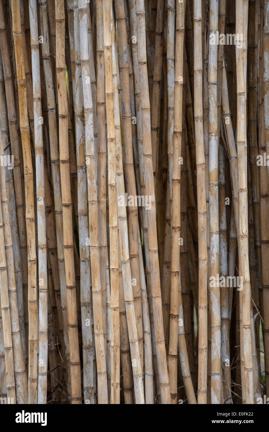 Bamboo: Chusquea culeou Stock Photo