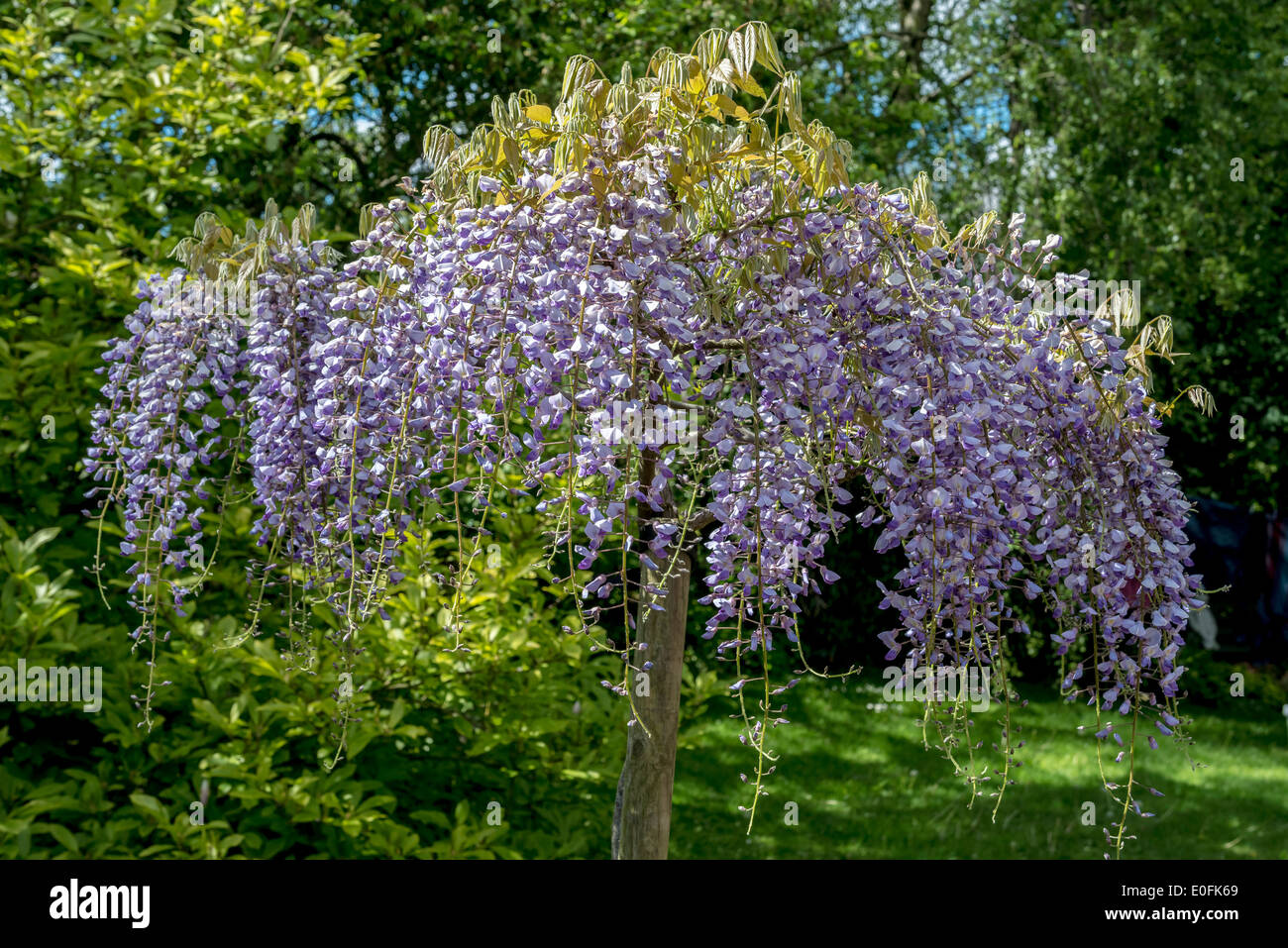 A wisteria sinensis plant as a specimen tree. Stock Photo