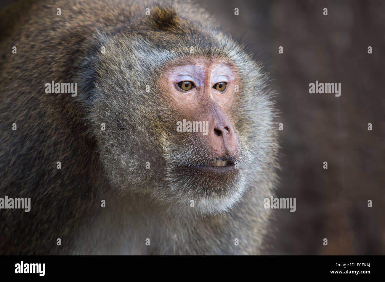 Portrait of an adult Long-tailed Macaque or Crab-eating Macaque (Macaca fascicularis), Thailand, Asia Stock Photo