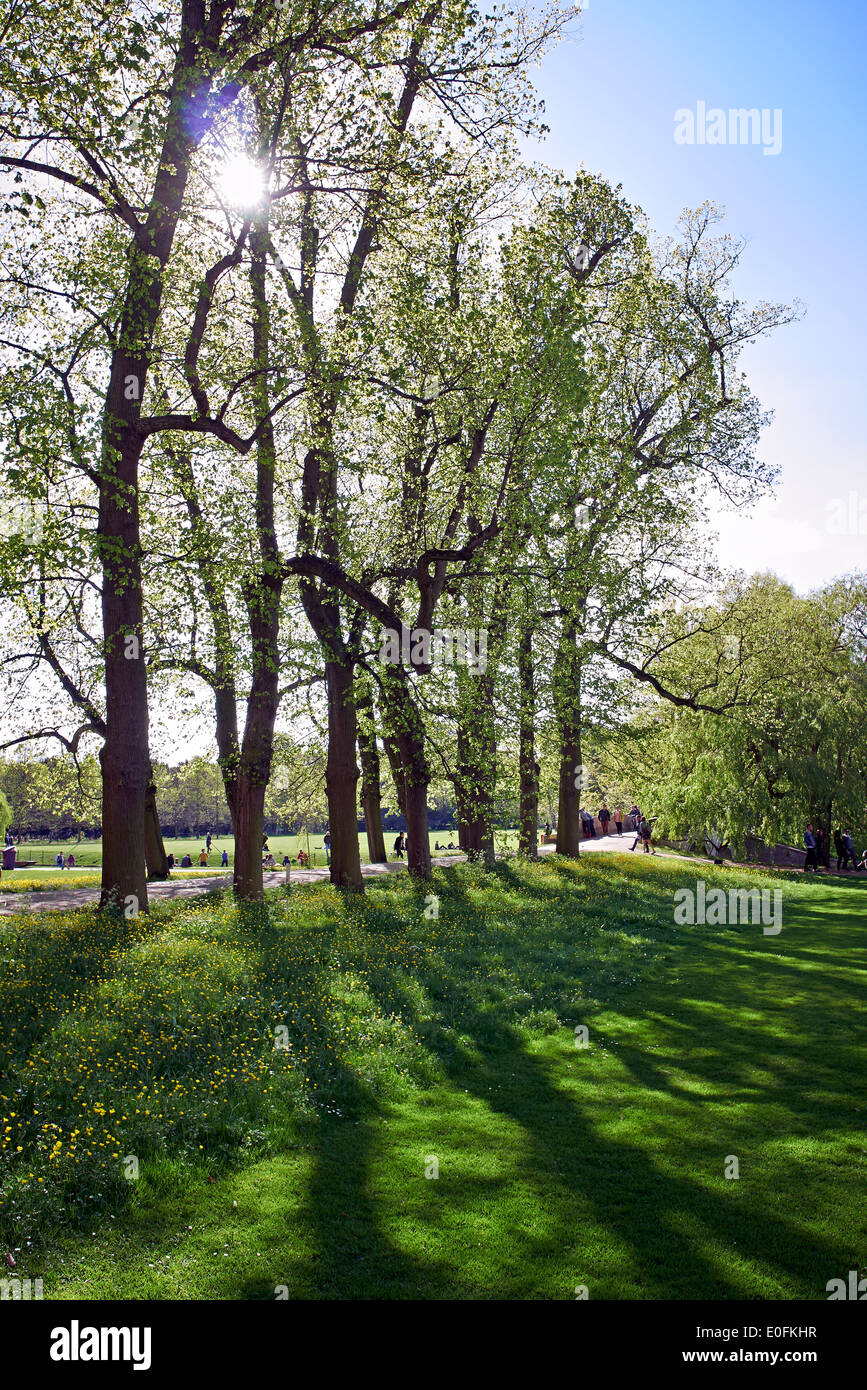 sunlight though trees, Cambridge, UK Stock Photo