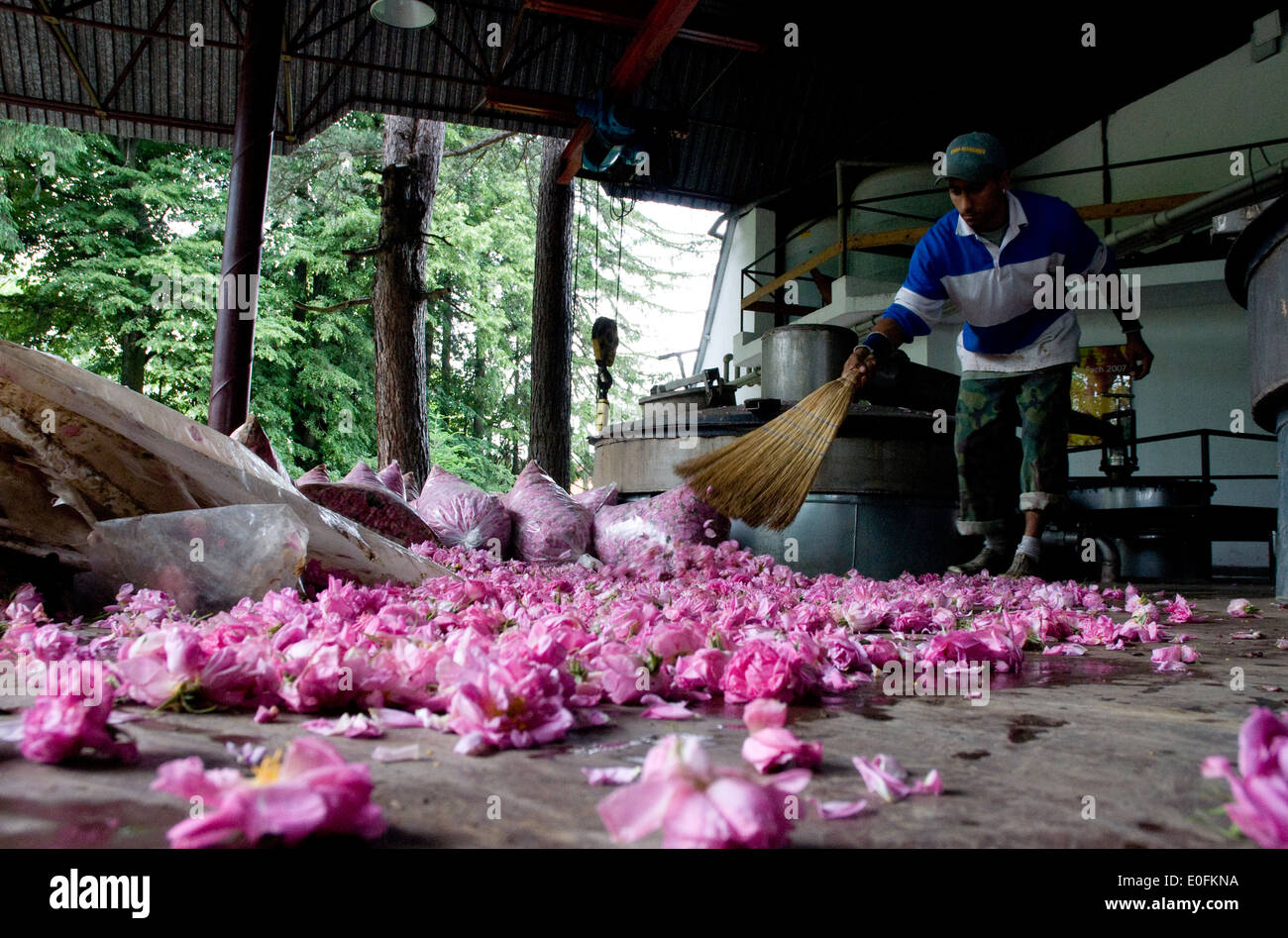 Worker at the Enio Bonchev Rose Distillery in Tarnichane, Bulgaria, scoops up the morning's rose harvest. Stock Photo