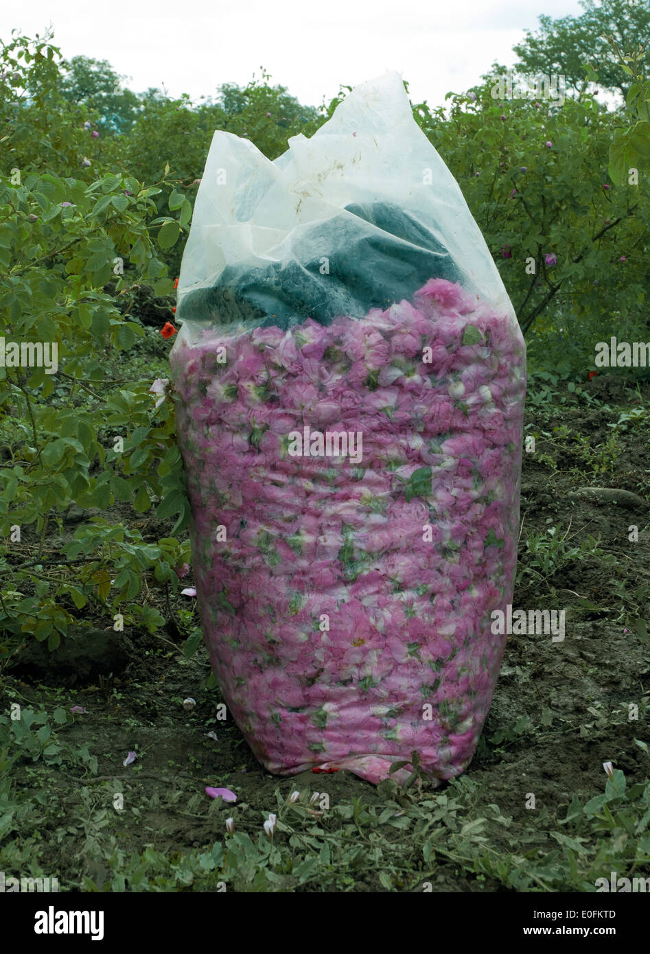 Plastic bag with rose petals ready to be transported to the rose oil distillery on the field during rose harvest. Stock Photo