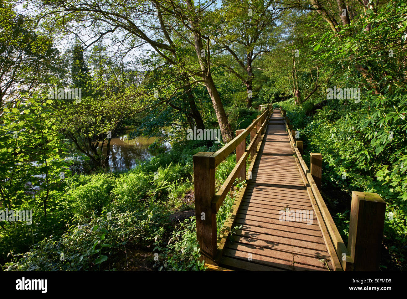 Raised walkway at the foot of The Ledges by the River Mole. West End Common, Esher, Surrey, England. Stock Photo
