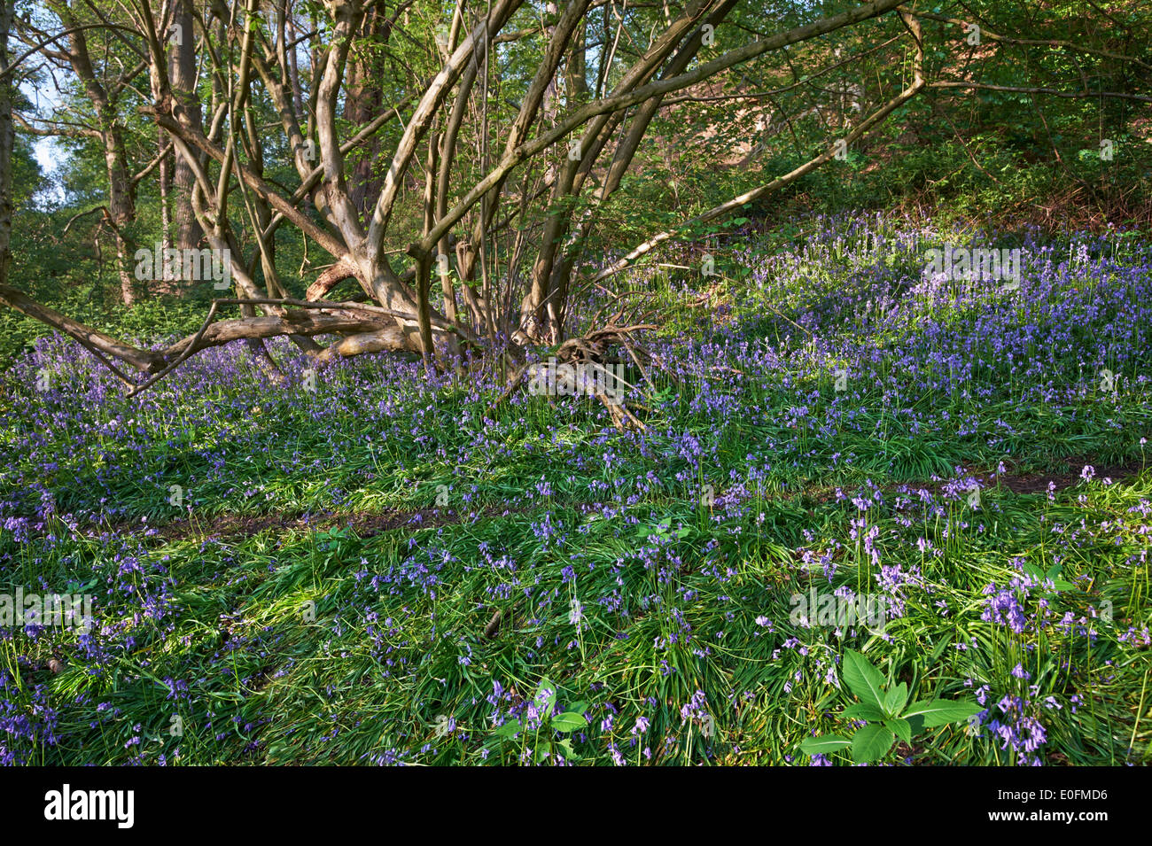 Bluebells flowering in woodland on West End Common. Esher, Surrey, England. Stock Photo