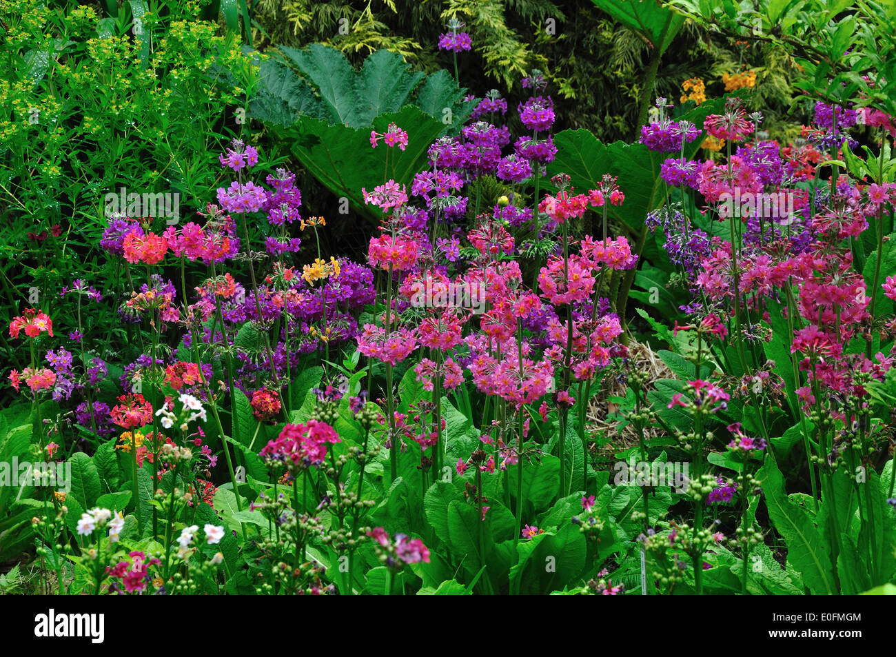 candelabra primula primulas bulleesiana perennial border garden flower Stock Photo