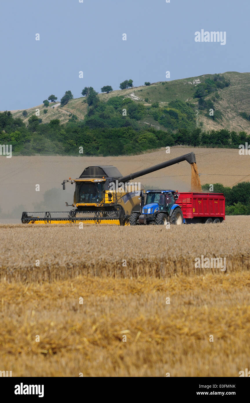 Combine harvester at work, Wiltshire, UK August 2013 Stock Photo