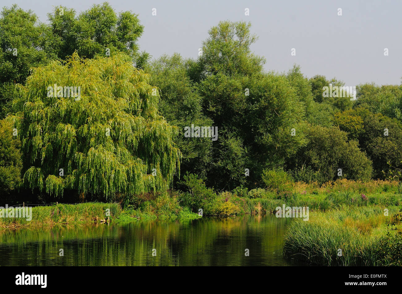 River Avon near Upper Woodford, Wiltshire, UK Stock Photo