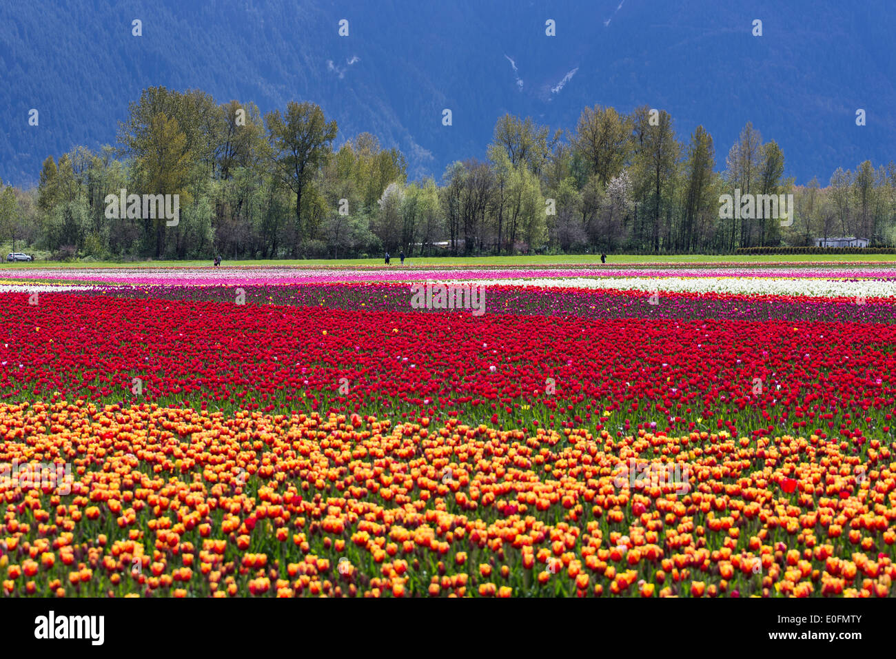 Spring Landscape, Tulip Flower Field in Agassiz BC Canada Stock Photo