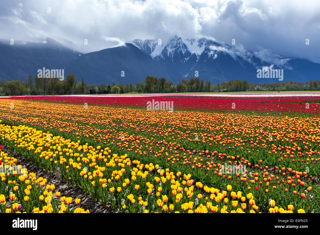 Spring Landscape, Tulip Flower Field in Agassiz BC Canada Stock Photo