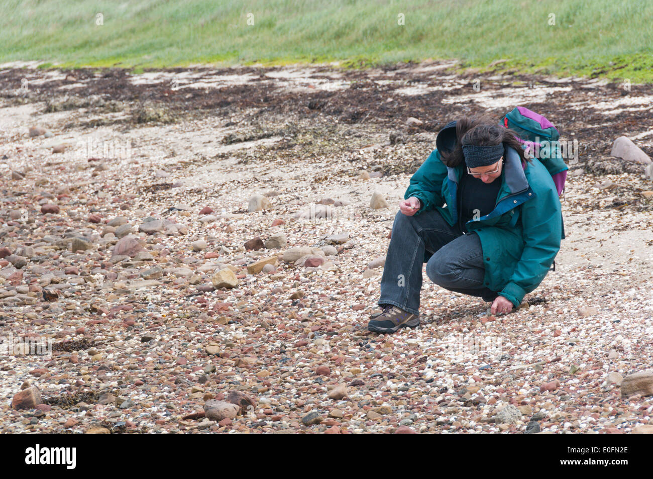 Woman collecting shells on an Orkney beach. Stock Photo