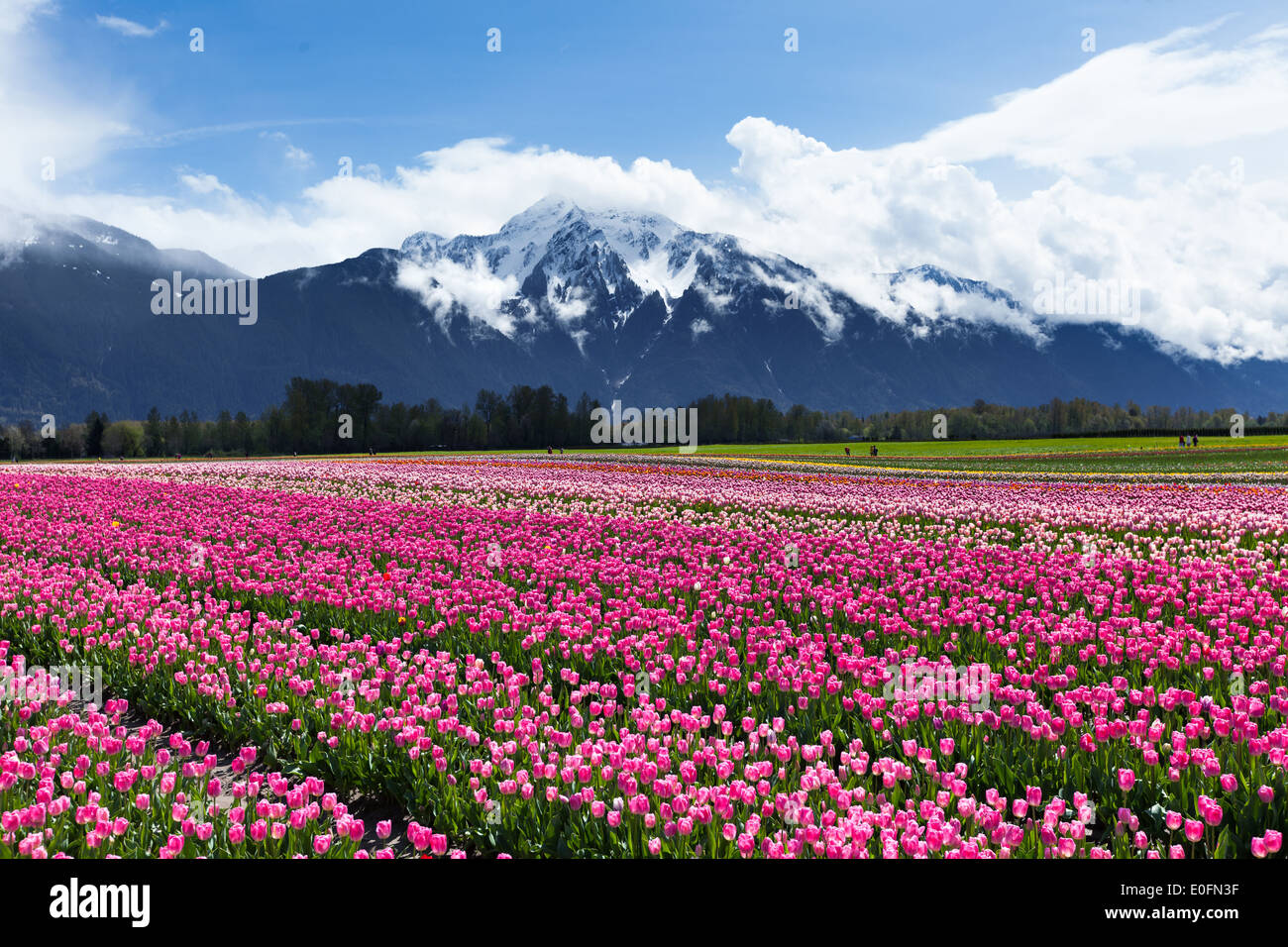 Spring Landscape, Tulip Flower Field in Agassiz BC Canada Stock Photo
