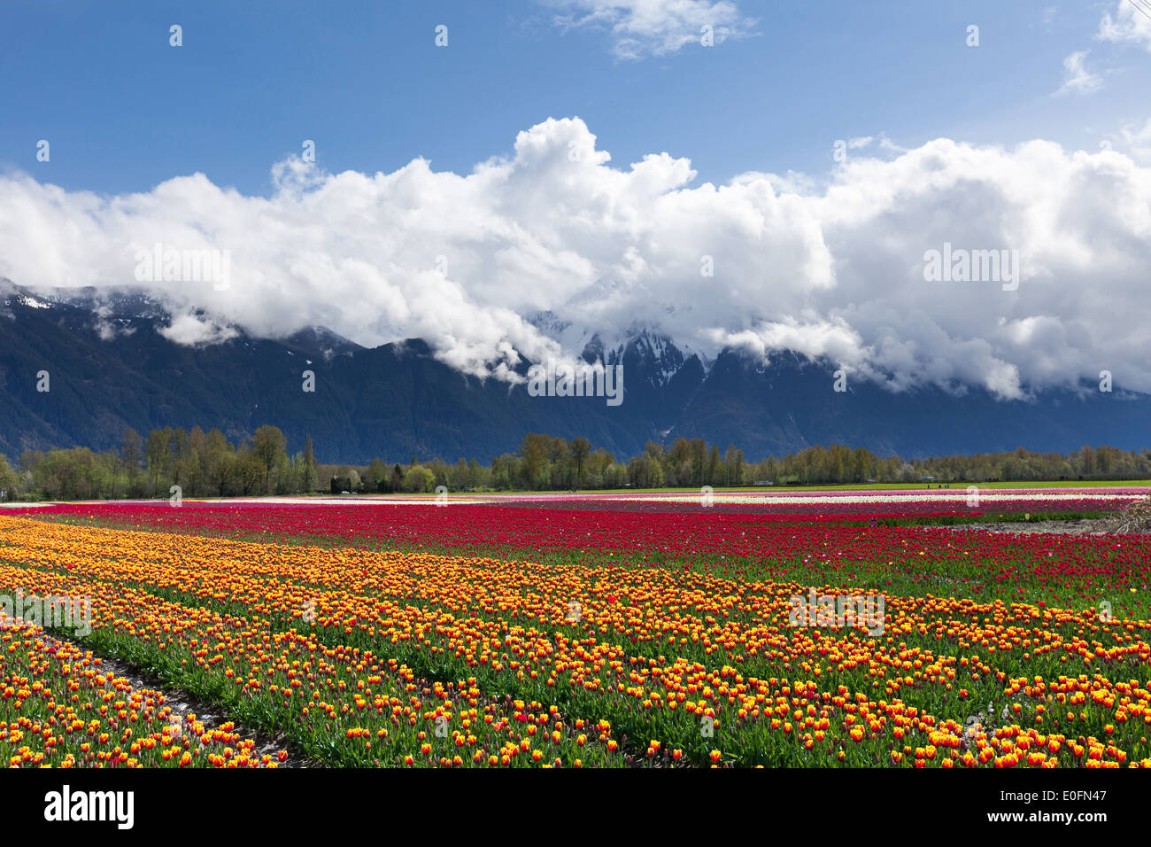 Spring Landscape, Tulip Flower Field in Agassiz BC Canada Stock Photo