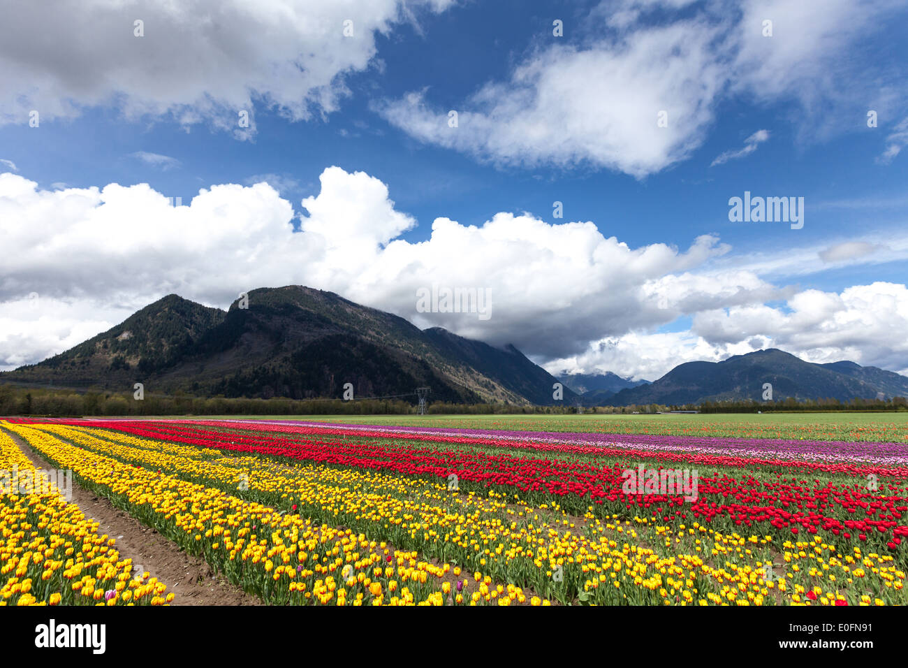 Spring Landscape, Tulip Flower Field in Agassiz BC Canada Stock Photo