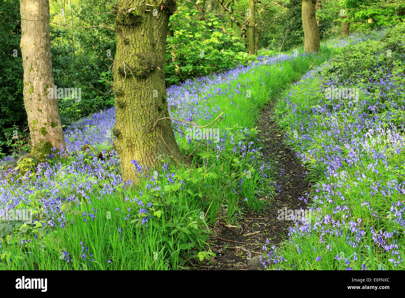 Springtime, and a path winds through bluebell woods at Old Spring Wood in Shipley, West Yorkshire, England Stock Photo