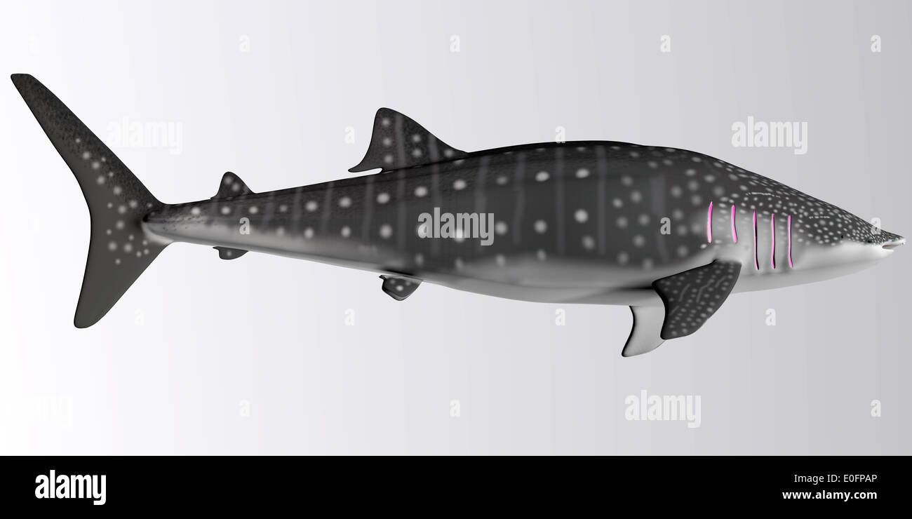 The Whale shark is a slowmoving filter feeder and can grow up to 12.65