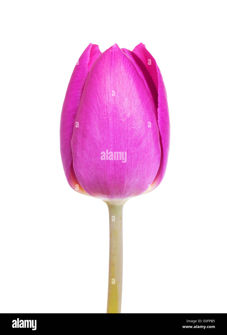 Purple tulip isolated on white background Stock Photo Alamy