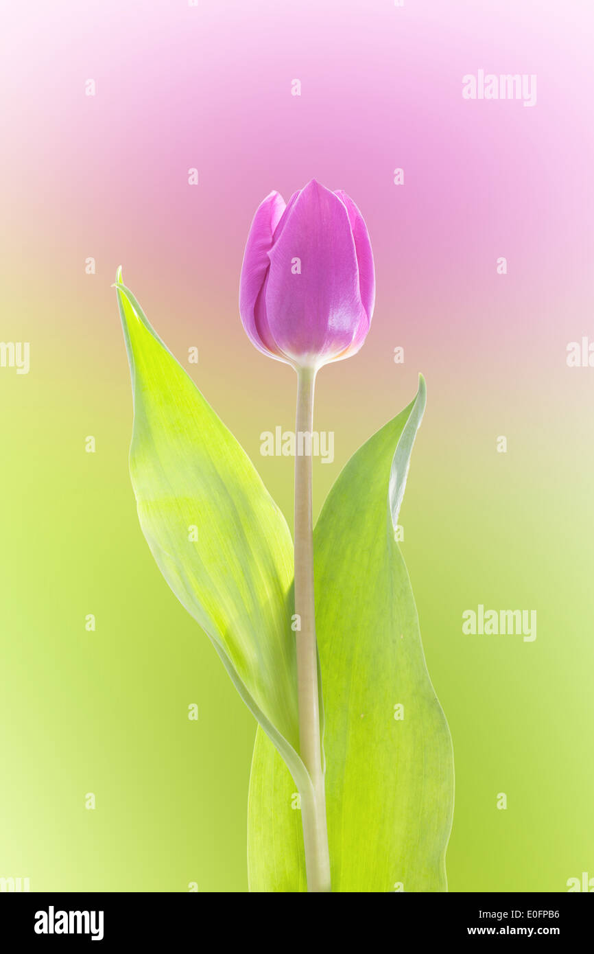 Purple tulip isolated on green and purple background Stock Photo