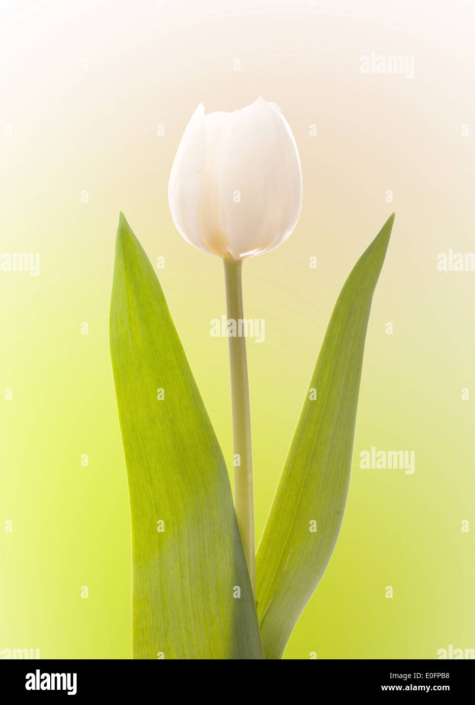 White tulip isolated on green and white background Stock Photo