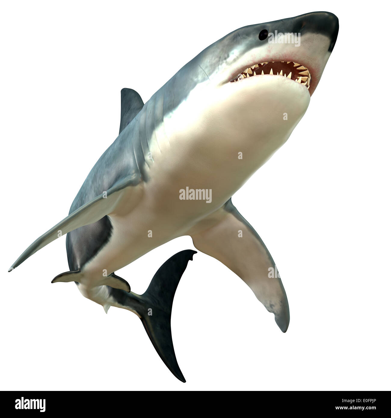 The Great White Shark is the largest predatory fish in the sea and can grow to 26 feet and live as long as 70 years. Stock Photo
