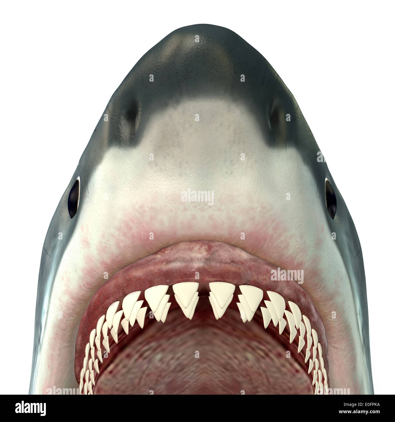 Great white shark teeth jaws hi-res stock photography and images - Alamy