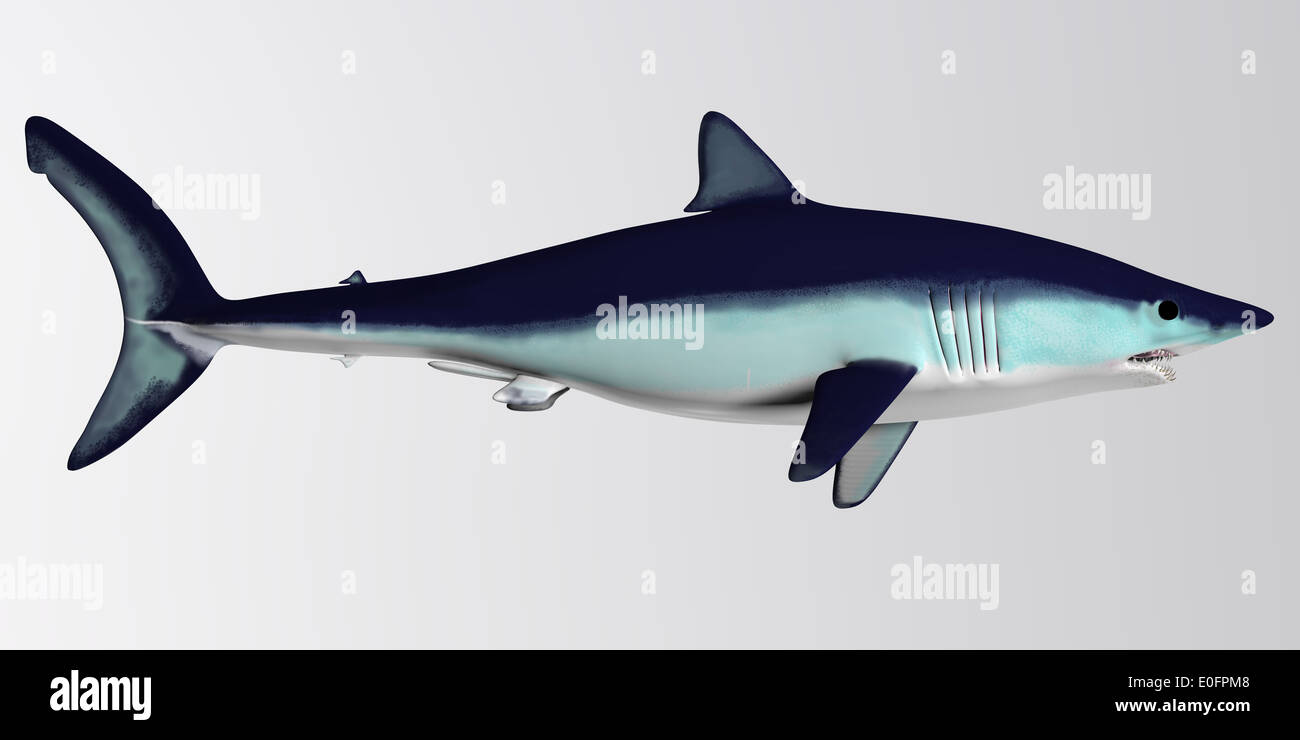 The Mako is a large species of predatory shark that can grow to 4.45 meters or 14.6 feet. Stock Photo