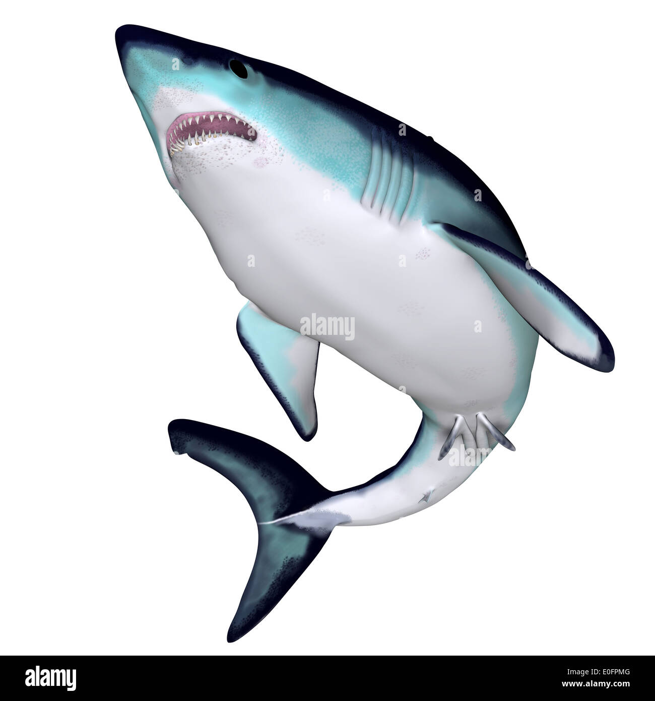 The Mako is a large species of predatory shark that can grow to 4.45 meters or 14.6 feet. Stock Photo