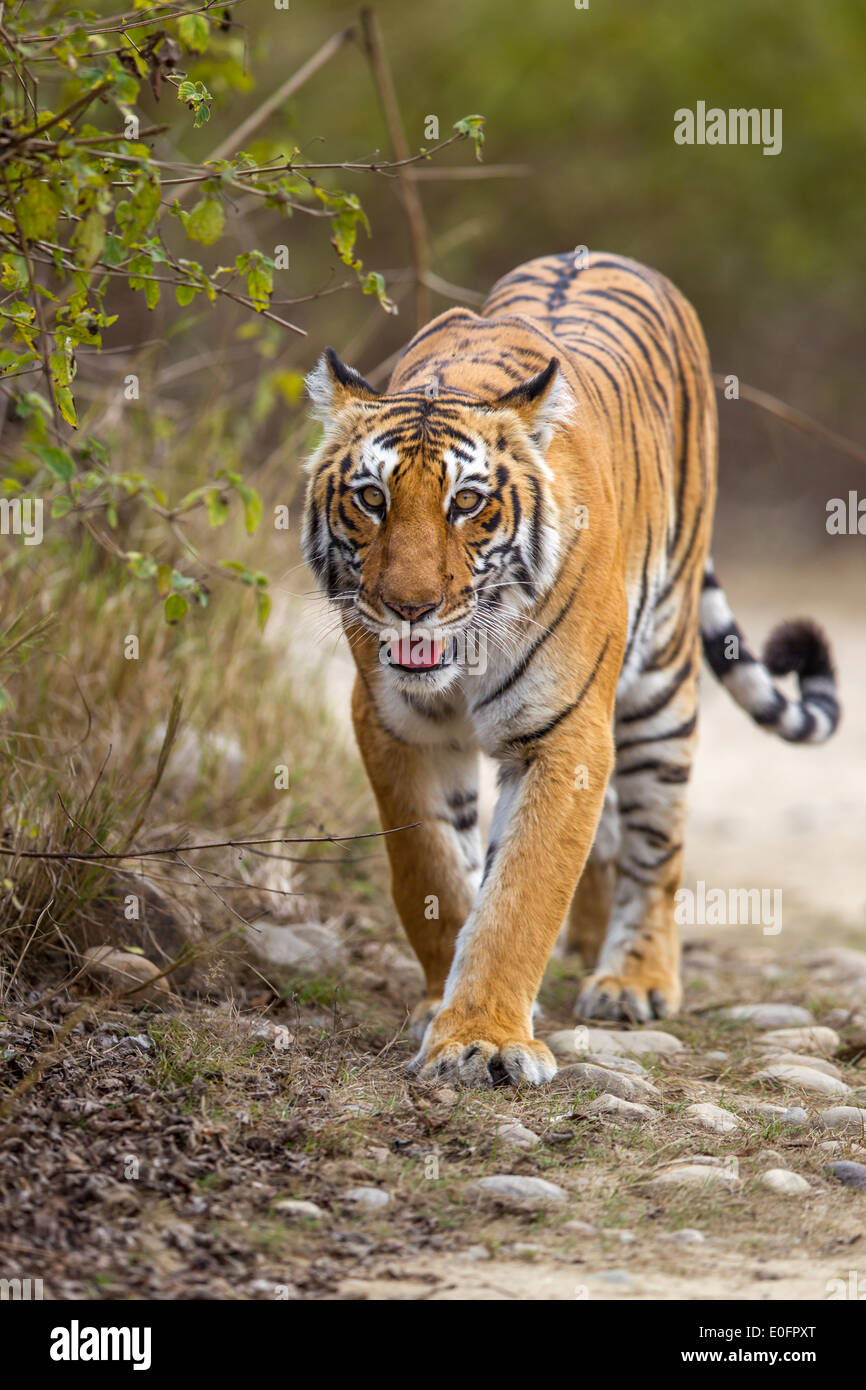 A Bengal Tigress Prowling In The Forest Of Jim Corbett National Park 