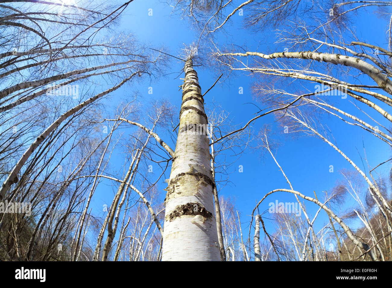 Birch tree forest hi-res stock photography and images - Alamy