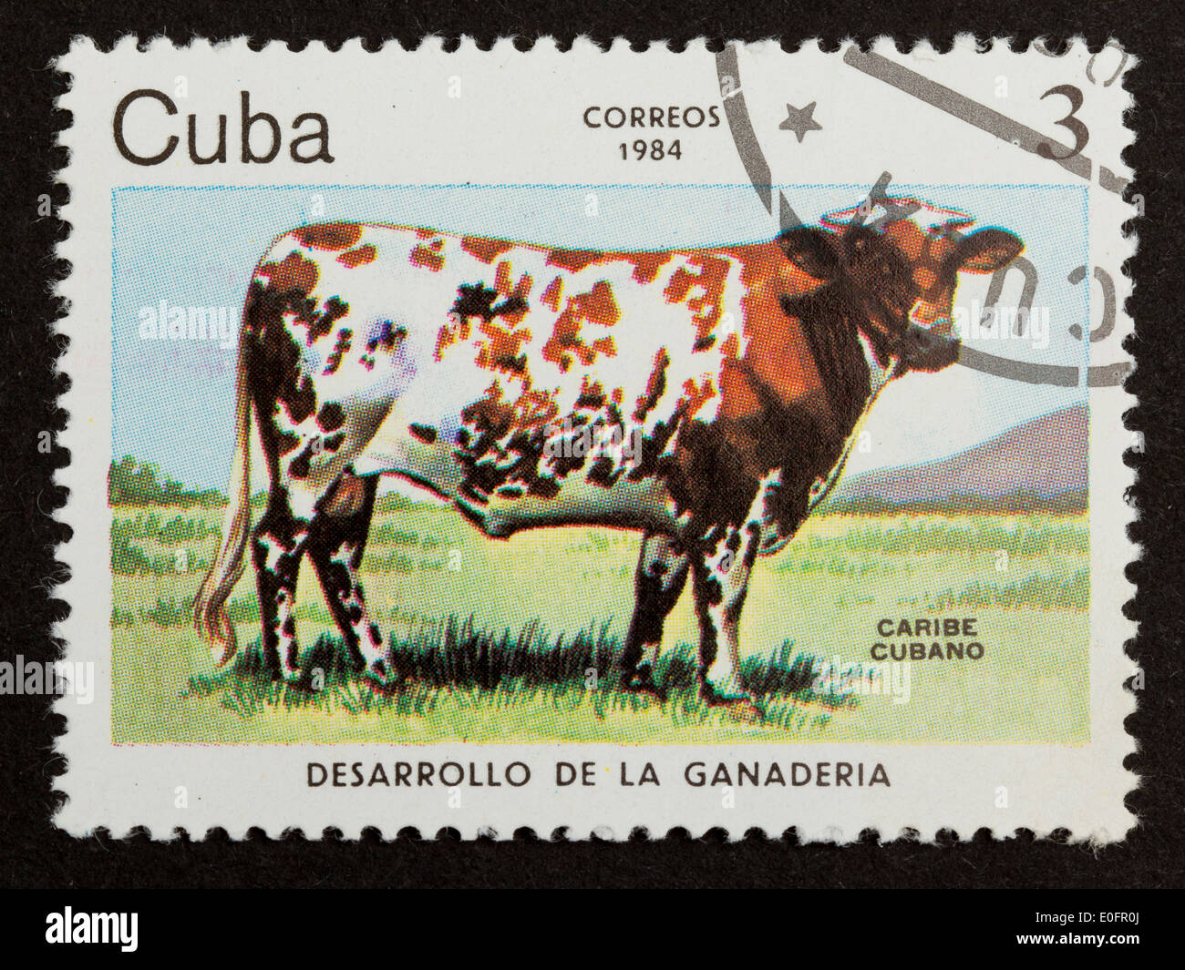 CUBA 1984 Stamp printed in Cuba shows large cuban cow, 1984 Stock