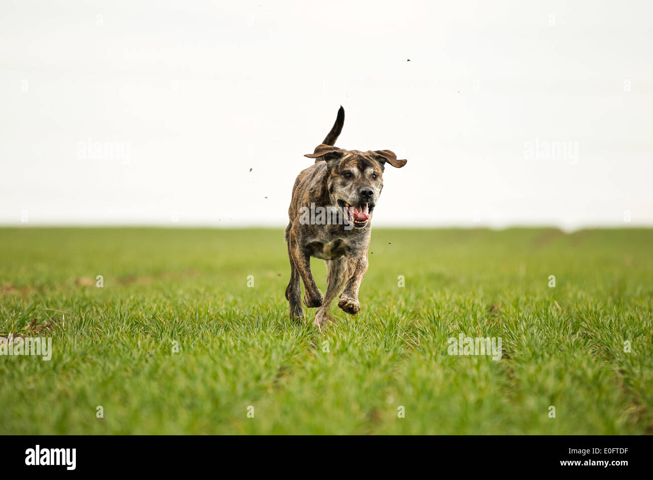 Mixed Bred Dog A Mix Of Cane Corso And Italian Mastiff Stock Photo