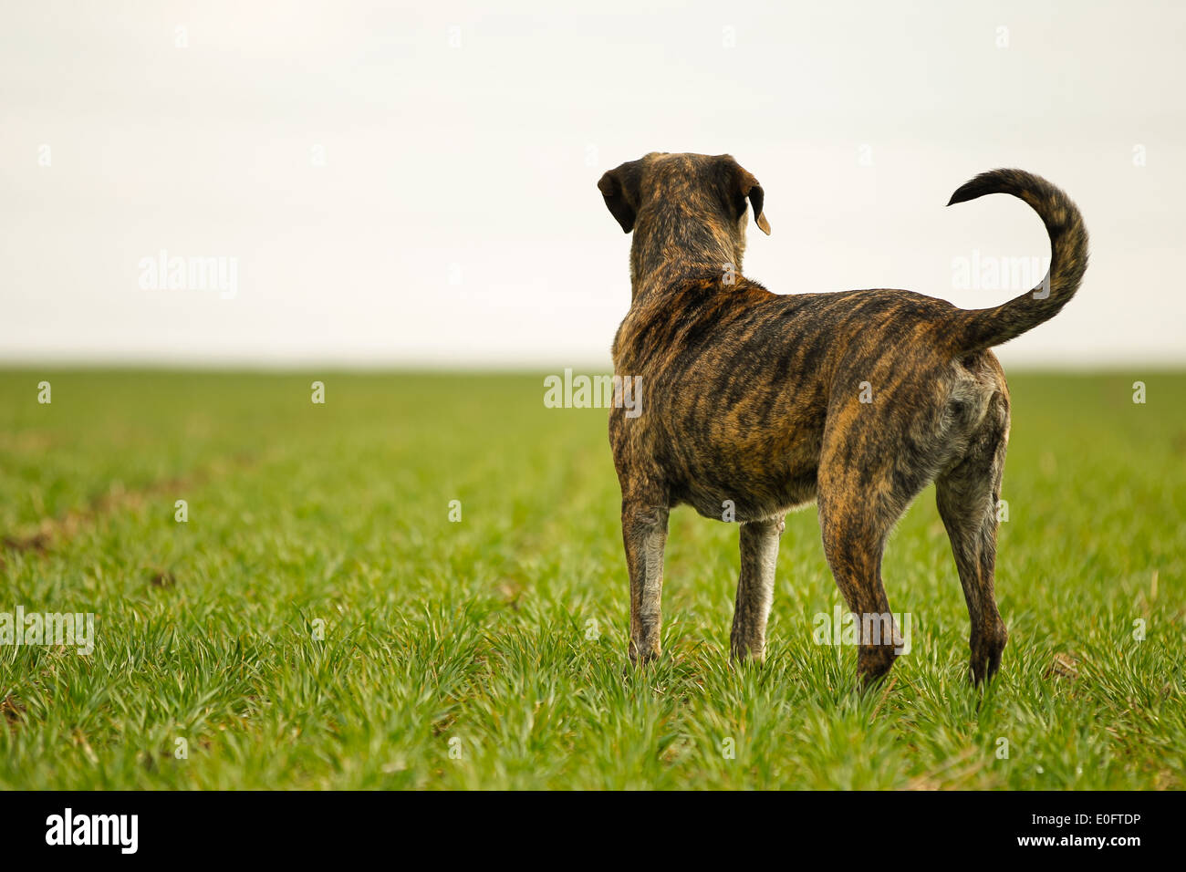 King corso hotsell mastiff mix