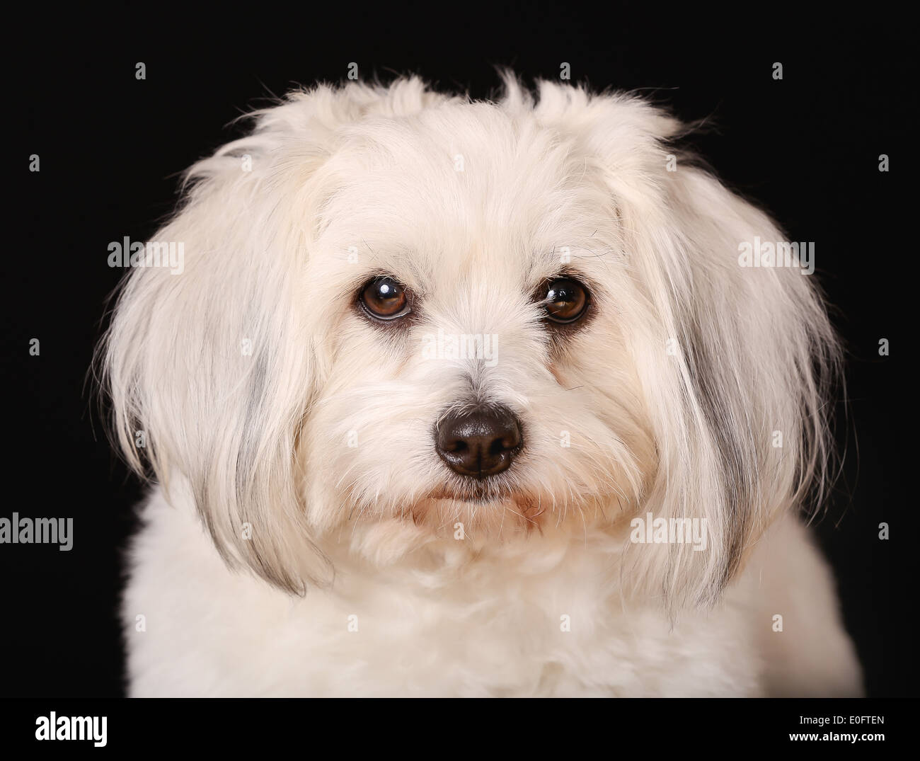 Little white dog hi-res stock photography and images - Alamy