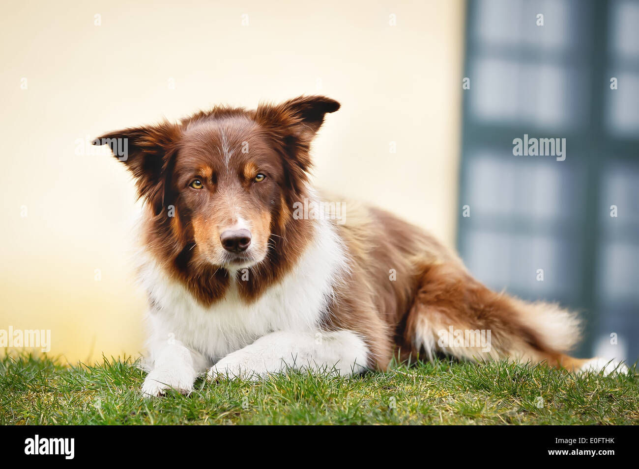 Brown Border Collie Lying Outside And Looking At The Camera Stock Photo Alamy