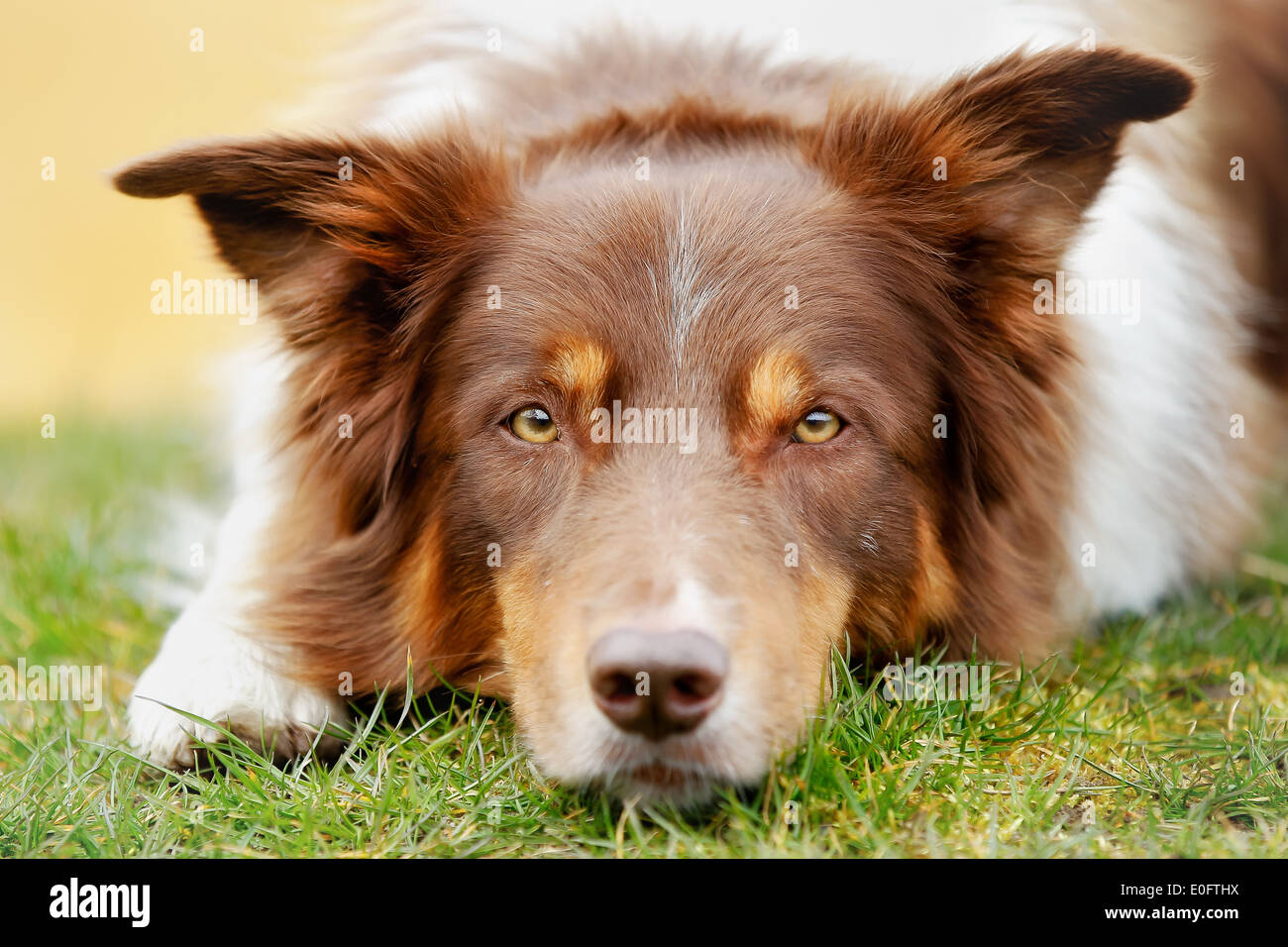 Brown border collie lying outside and looking at the camera. Stock Photo