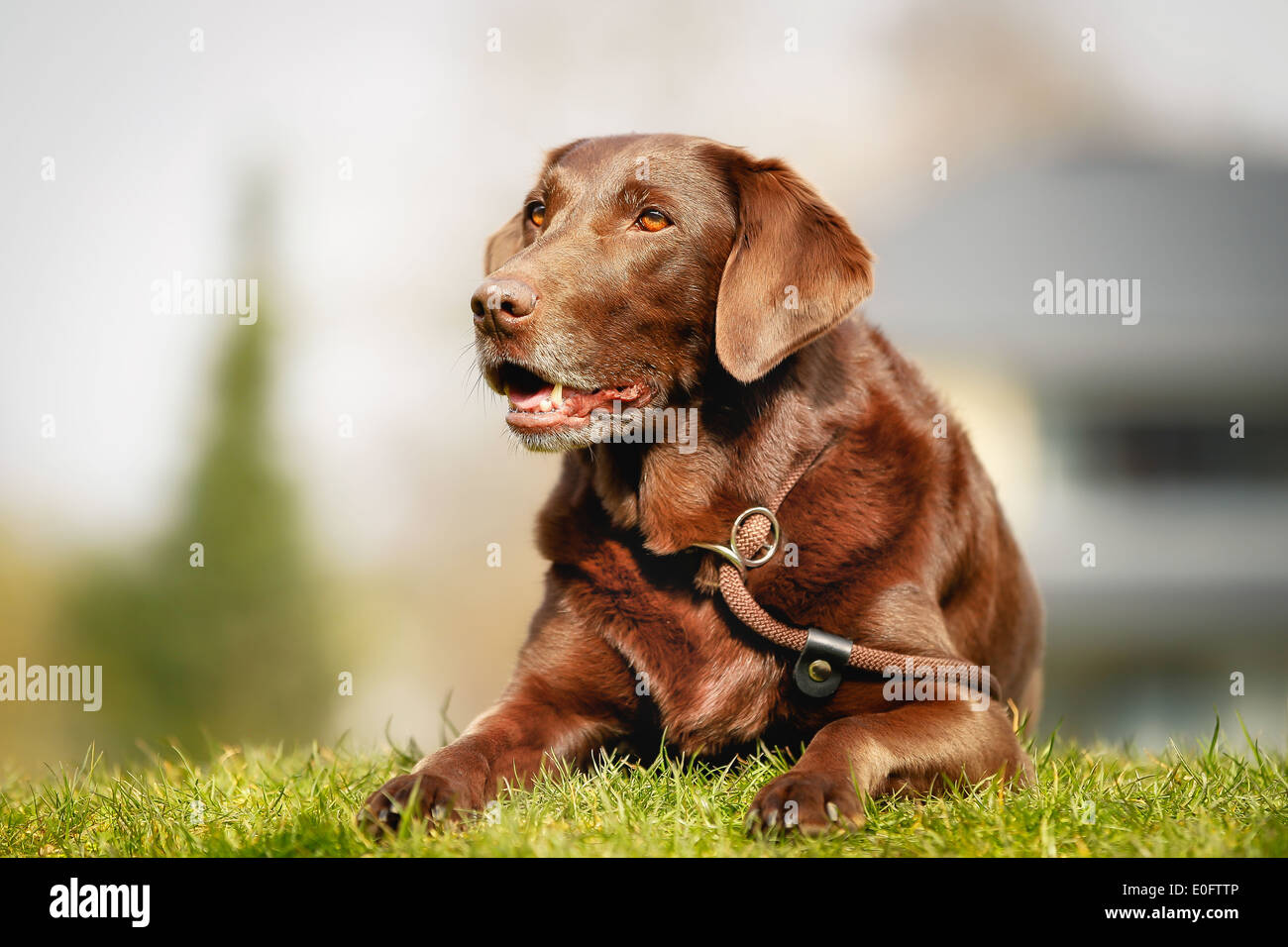 Brown labrador retriever lying outside on grass during spring time. Stock Photo