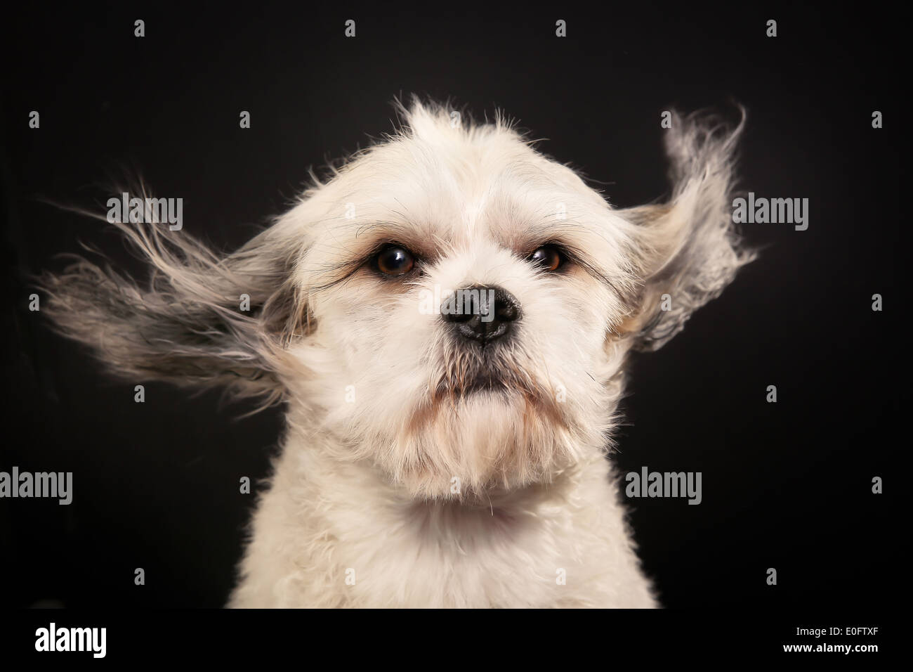 Studio shot of purebred Bichon Havanais dog during grooming session at dog salon. Stock Photo