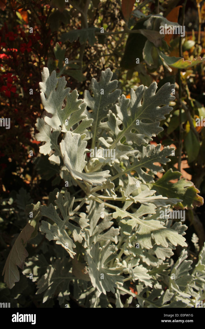 Staghorn fern hi-res stock photography and images - Alamy