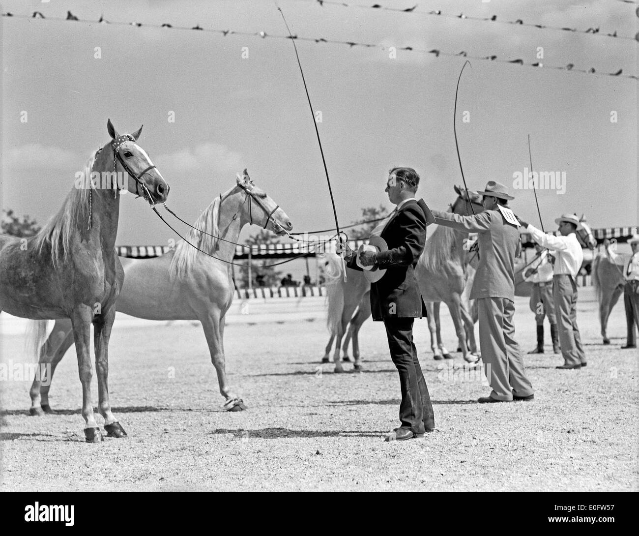[Breed Show of Palominos, Pin Oak Charity Horse Show] Stock Photo
