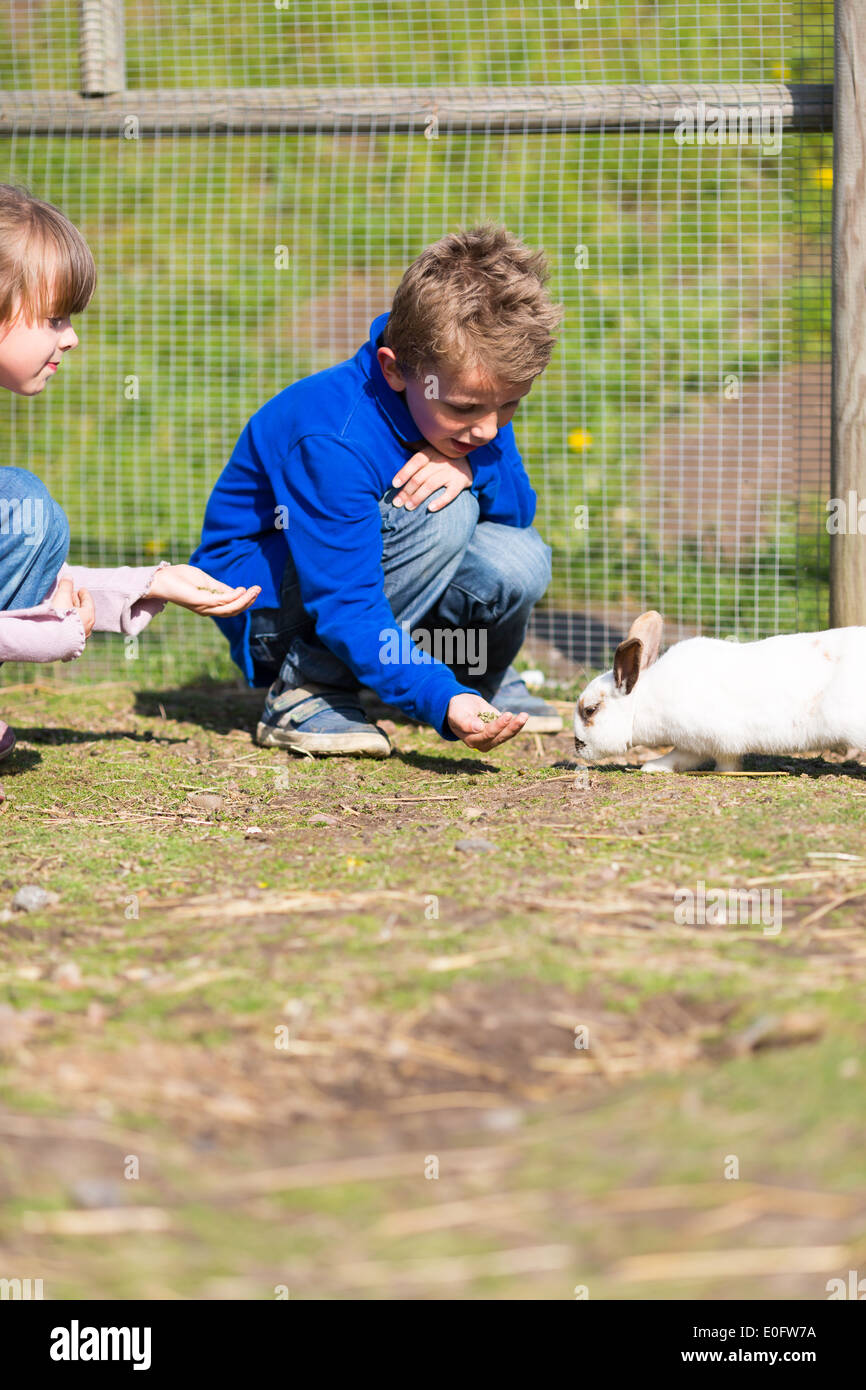 Boy feeding rabbit with rabbit food outside during spring time Stock