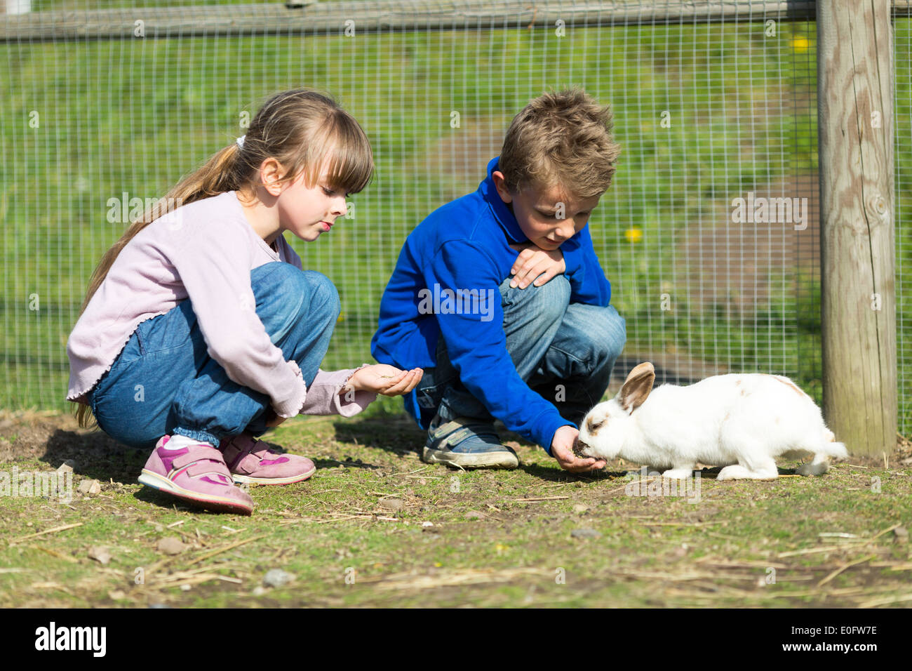 Boy and girl feeding rabbits outside during spring time Stock Photo Alamy