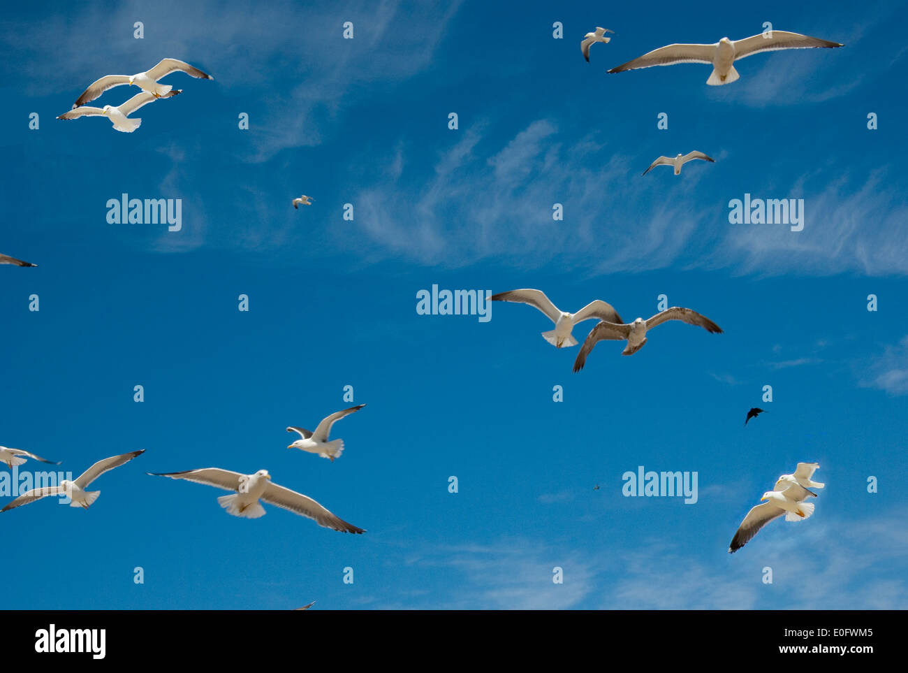 Seagulls on the loose Stock Photo