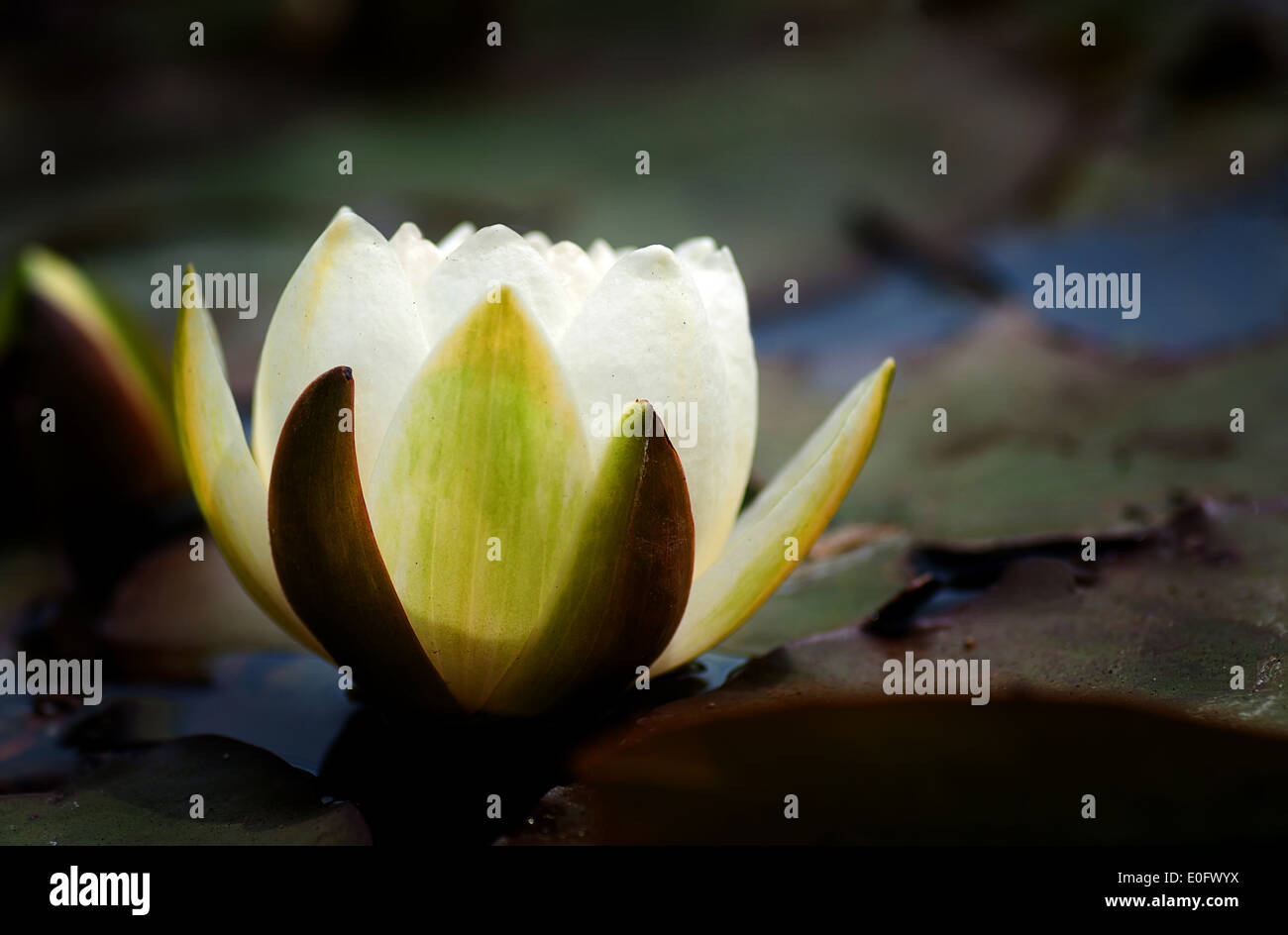 Water Lily Flower Stock Photo