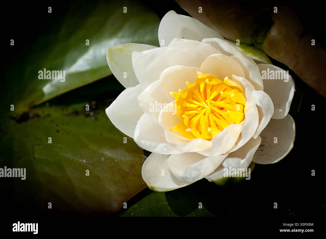Water lily flower Stock Photo Alamy