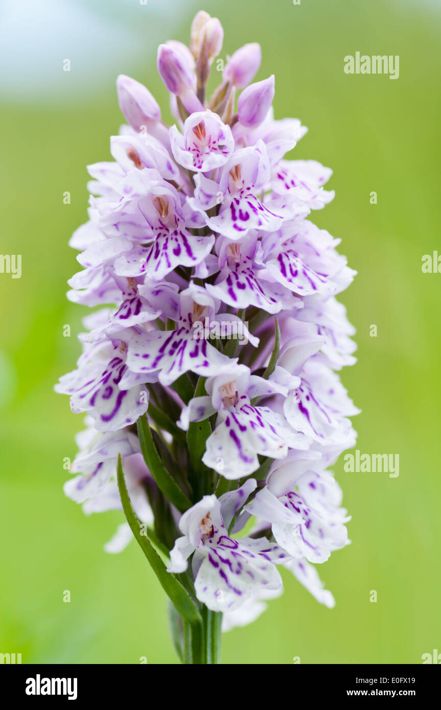 Wild growing orchid Stock Photo Alamy
