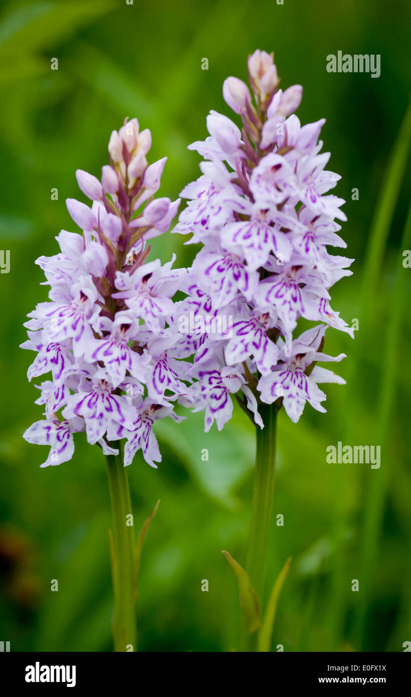 British native orchids hires stock photography and images Alamy