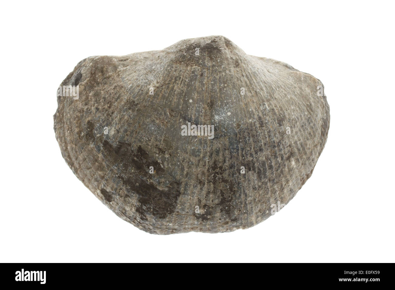Large fossil shell on a white background Stock Photo