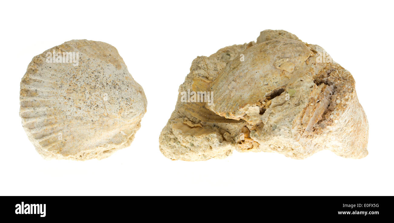 Two old fossils on a white background Stock Photo Alamy