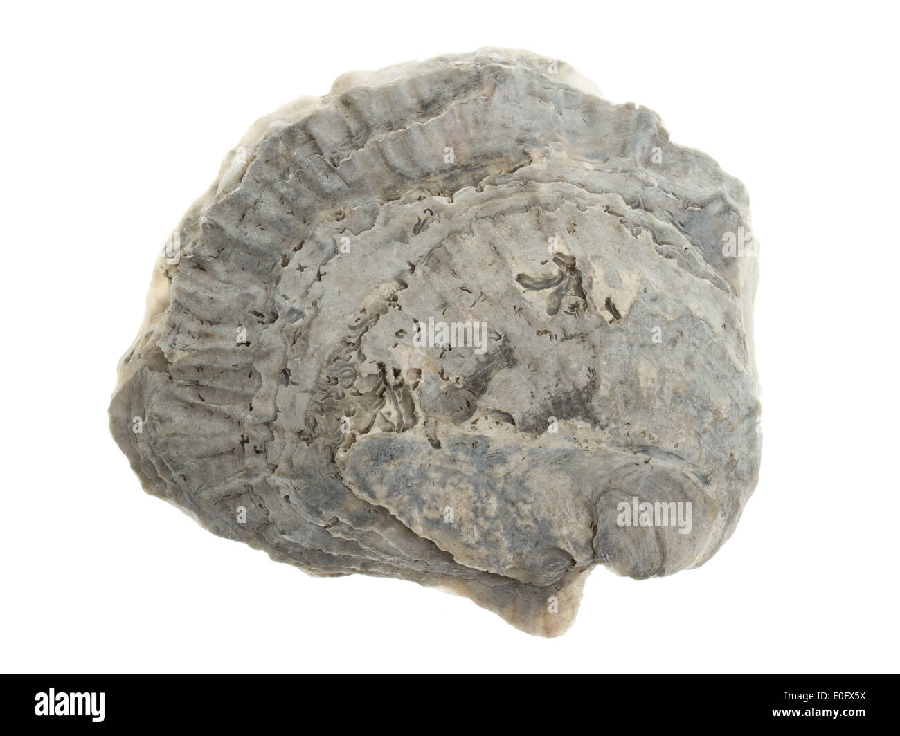 Large grey oystershell over a white background Stock Photo Alamy