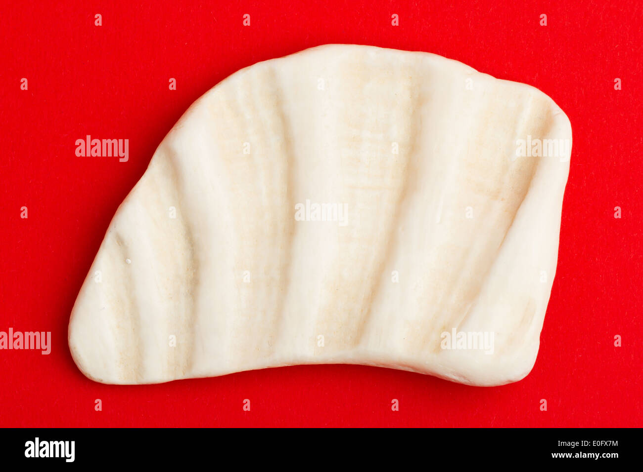 Sea shell over a red background - isolated Stock Photo - Alamy