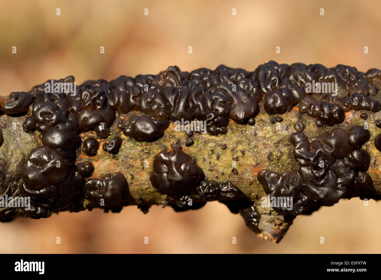 black mushroom (Exidia plana) on branch tree Stock Photo